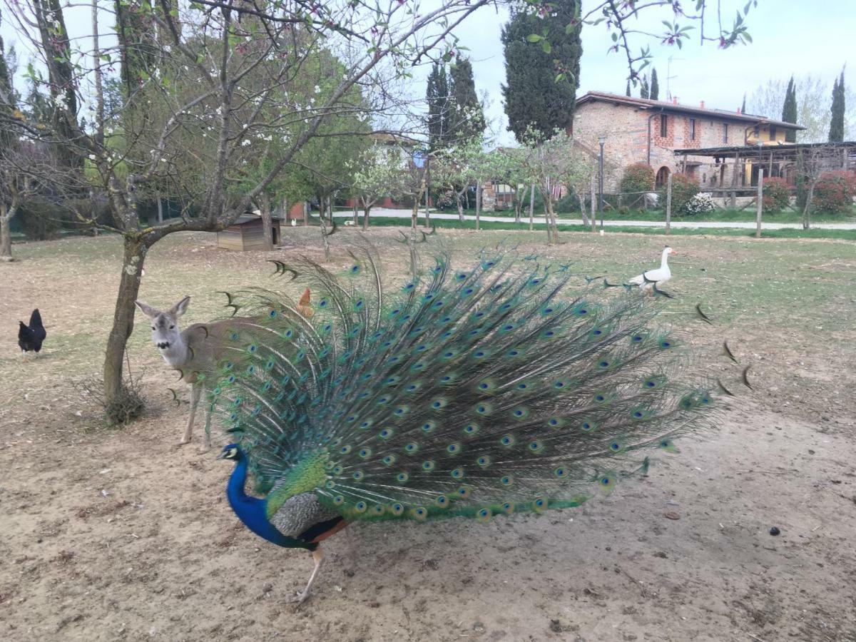 Vila Agriturismo La Colombaia Vicchio Exteriér fotografie